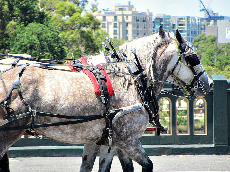 city horses